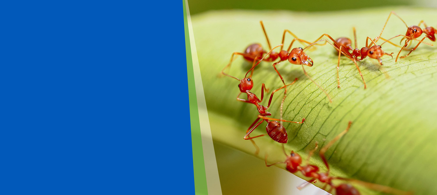 nnpest-pest-ants Ants Pest Control