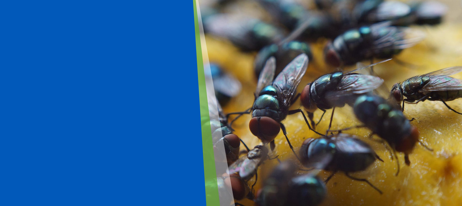 nnpest-pest-flies pest-control