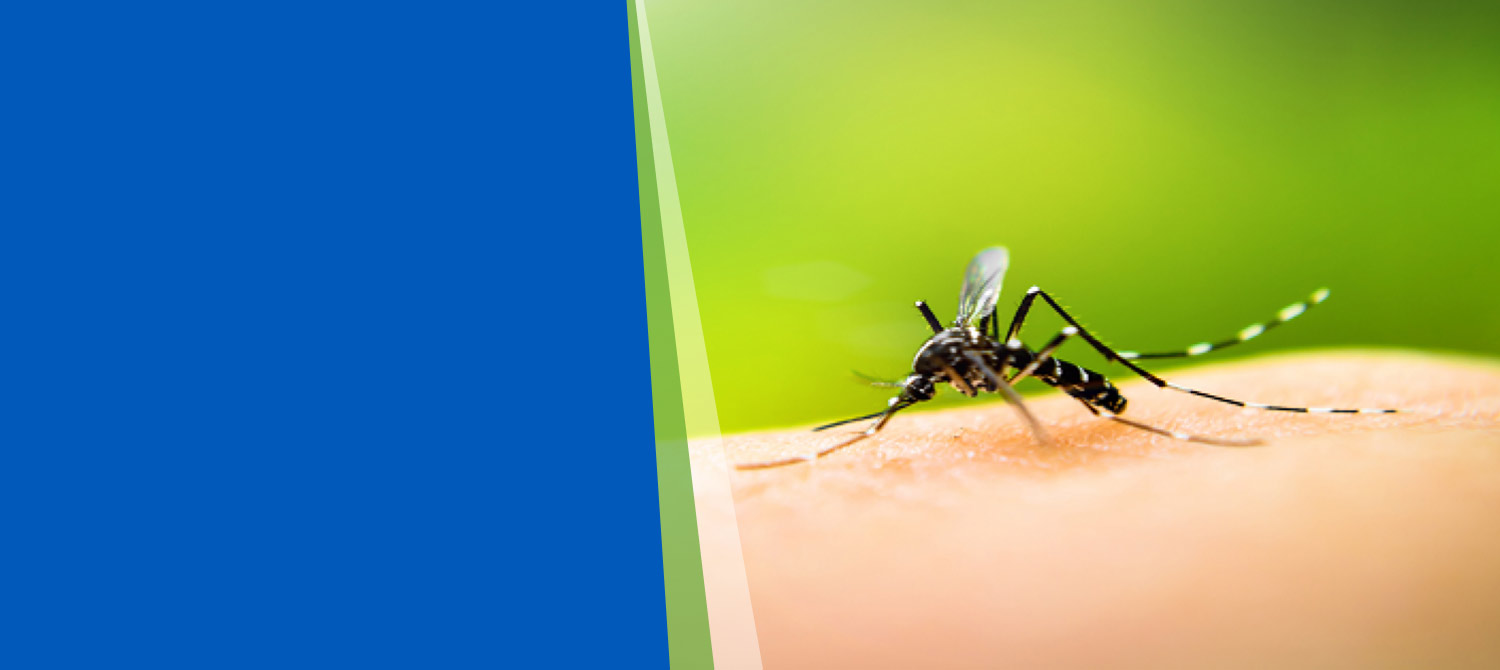 nnpest-pest-mosquitoes pest-mosquitoes