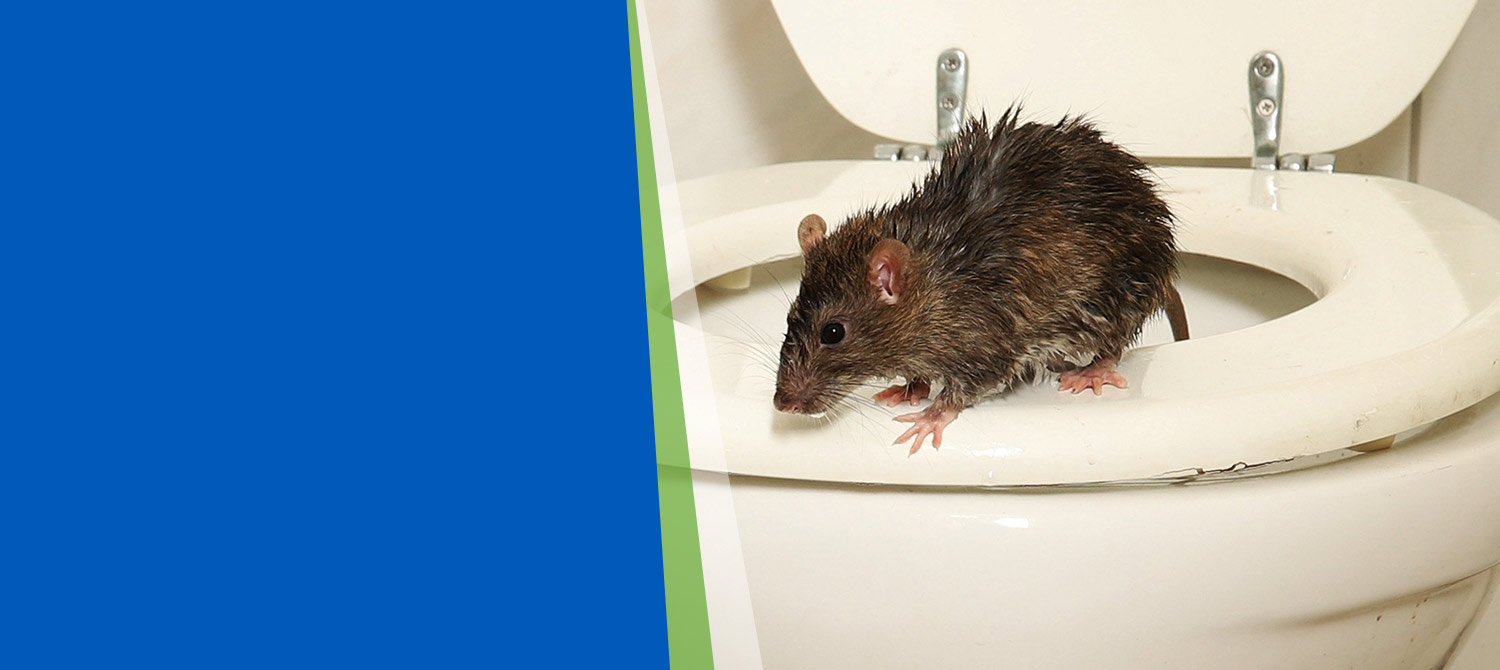 Rodents Pest Control
