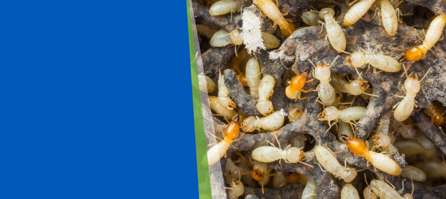 Termite Control
